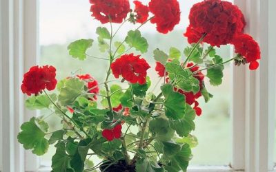 Descubre 5 Plantas de exterior con flor todo el año para decorar tu hogar.
